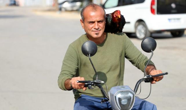 Adana'da bir kişinin horozu ile dostluğu görenleri hayrete düşüyor
