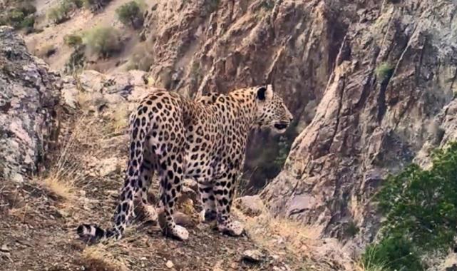 Anadolu parsının DNA'sı araştırılıyor