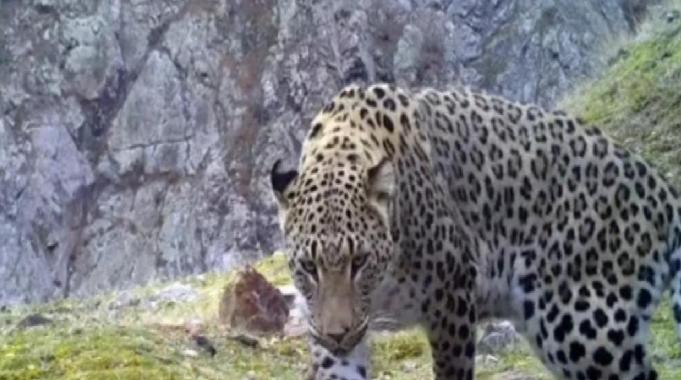 Anadolu parsının DNA&#039;sı araştırılıyor