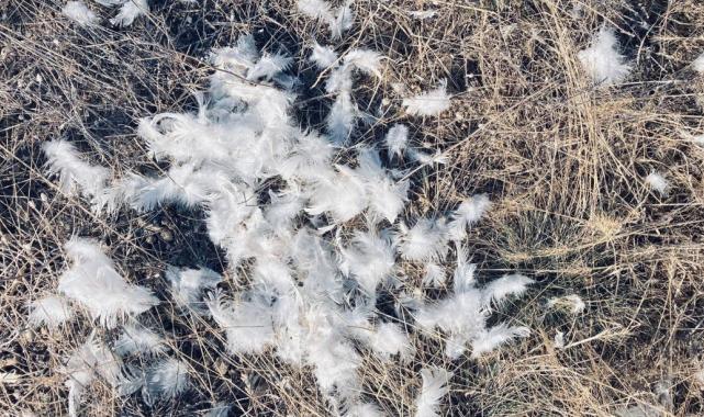 Ankara'da başıboş köpekler tavuklara saldırdı