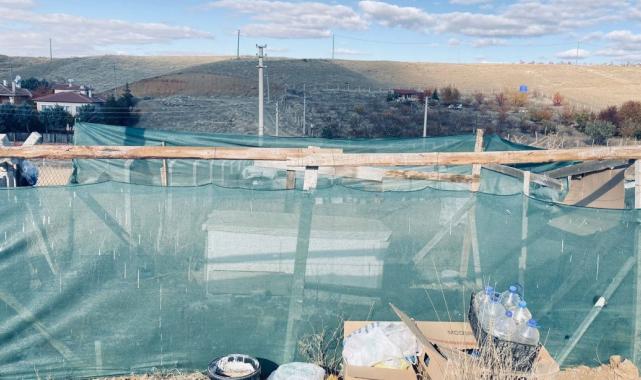 Ankara'da başıboş köpekler tavuklara saldırdı