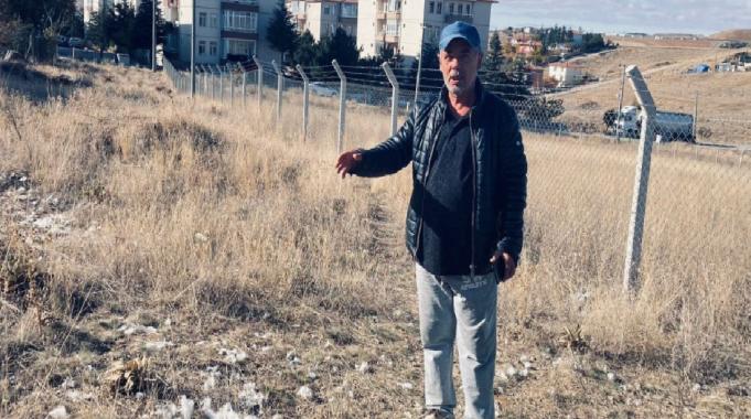 Ankara'da başıboş köpekler tavuklara saldırdı