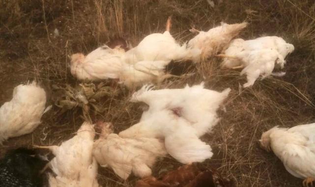 Ankara'da başıboş köpekler tavuklara saldırdı