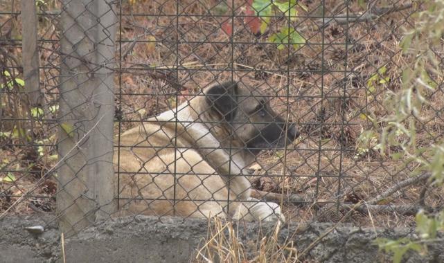 Ankara'da köpekler tarafından yaralanan profesörün mahallesinde insanlar tedirgin
