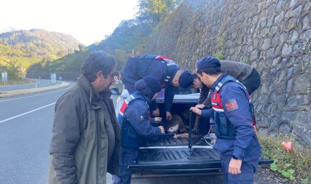 Artvin'de dereye düşen karacayı, jandarma ekipleri kurtardı