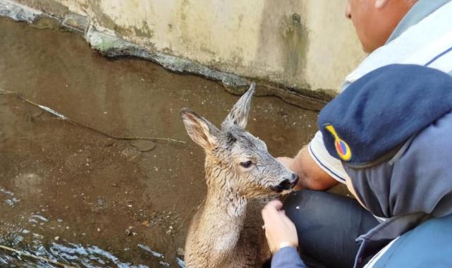 Artvin'de dereye düşen karacayı, jandarma ekipleri kurtardı