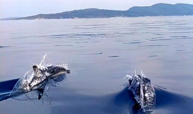 Ayvalık'ta 10 yunusun tekne ile yarışı görüntülendi