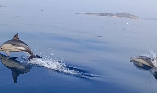 Ayvalık'ta 10 yunusun tekne ile yarışı görüntülendi