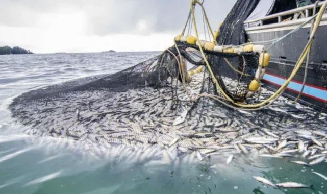 Bakanlık duyurdu: Yasaklara uymayan balıkçılara göz açtırılmayacak