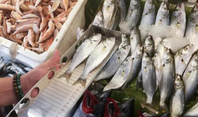 Balıkesir'de balıkçılara sıkı denetim