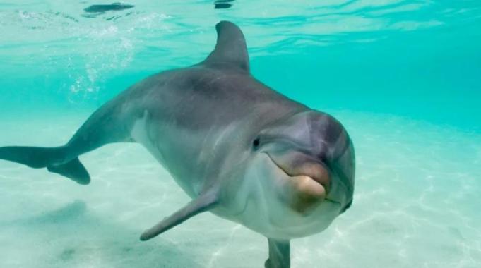 Baltık Denizi&#039;ndeki yalnız yunus kendi kendine konuşmaya başladı
