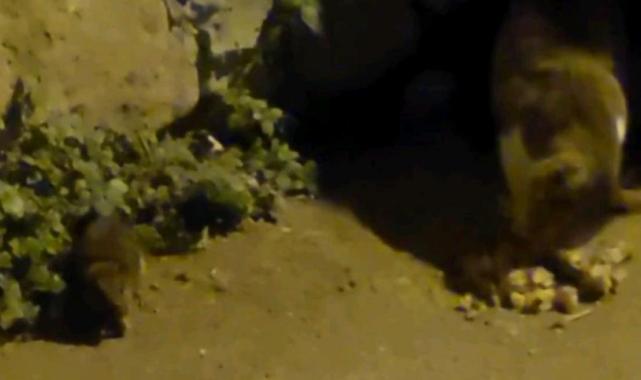 Edirne'de kedi ile farenin kıskandıran dostluğu