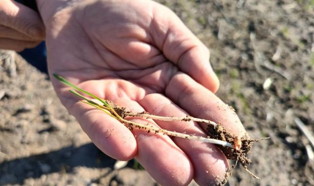 Edirne'de son yağışlar umut oldu: Buğdaylar çimlenmeye başladı