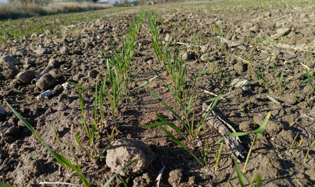 Edirne'de son yağışlar umut oldu: Buğdaylar çimlenmeye başladı