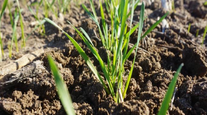 Edirne&#039;de son yağışlar umut oldu: Buğdaylar çimlenmeye başladı