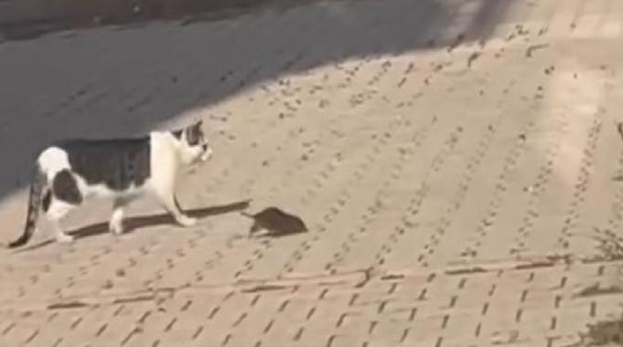 Elazığ'da kedinin cüsseli fare ile imtihanı