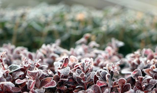 Erzurum'da sis ve soğuk hava etkili oluyor