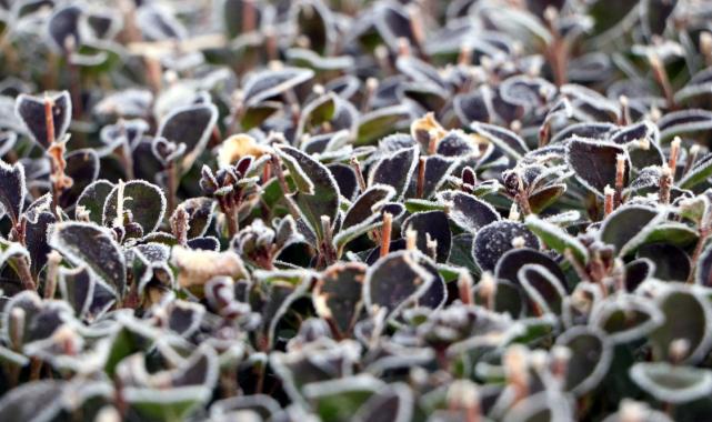 Erzurum'da sis ve soğuk hava etkili oluyor