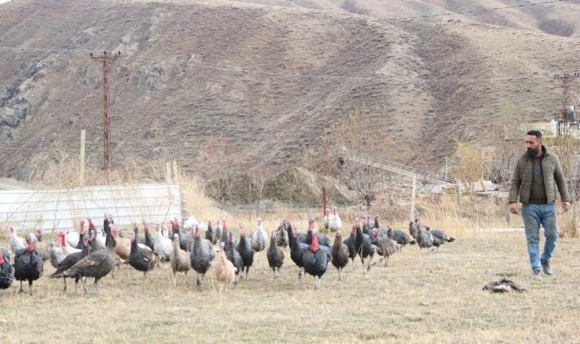 Hakkari'de yılbaşı öncesi hindiler satışa çıktı: Fiyatı 4 bin lirayı buluyor