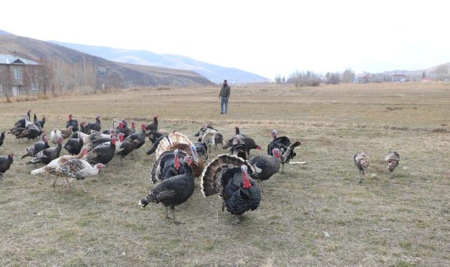 Hakkari'de yılbaşı öncesi hindiler satışa çıktı: Fiyatı 4 bin lirayı buluyor