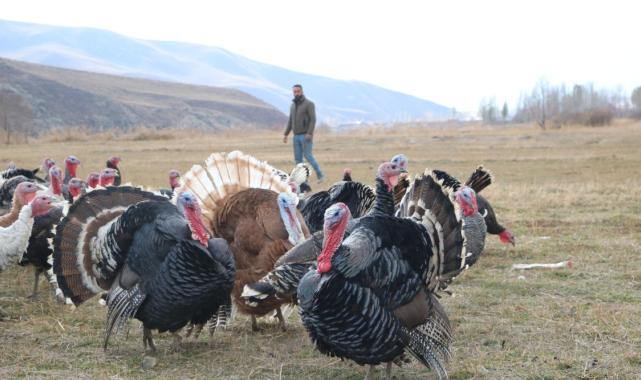 Hakkari'de yılbaşı öncesi hindiler satışa çıktı: Fiyatı 4 bin lirayı buluyor