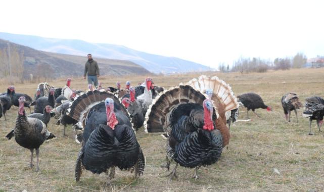 Hakkari'de yılbaşı öncesi hindiler satışa çıktı: Fiyatı 4 bin lirayı buluyor