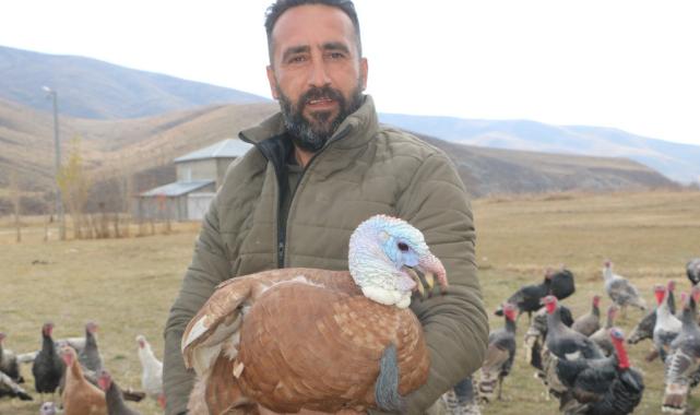Hakkari'de yılbaşı öncesi hindiler satışa çıktı: Fiyatı 4 bin lirayı buluyor