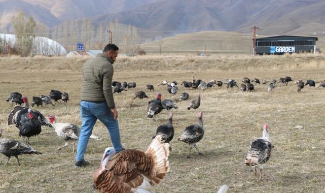 Hakkari'de yılbaşı öncesi hindiler satışa çıktı: Fiyatı 4 bin lirayı buluyor