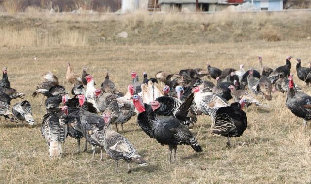 Hakkari'de yılbaşı öncesi hindiler satışa çıktı: Fiyatı 4 bin lirayı buluyor