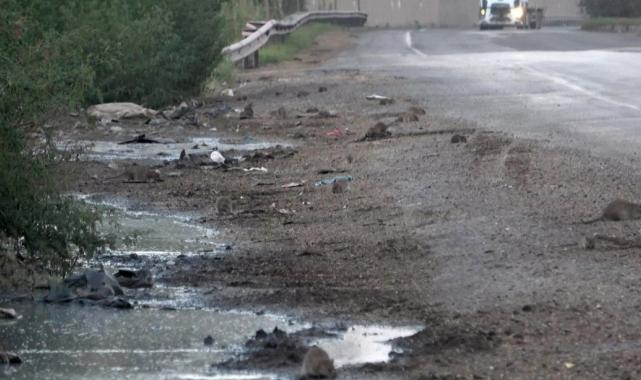 Hatay'da kara yolunu istila eden fare nüfusu katlanarak büyüyor