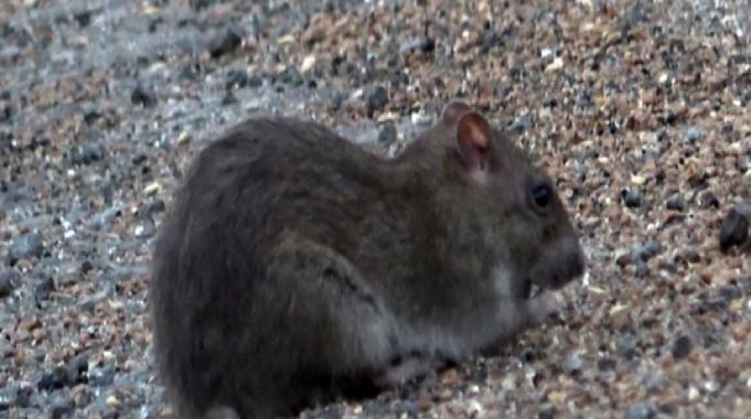 Hatay'da kara yolunu istila eden fare nüfusu katlanarak büyüyor