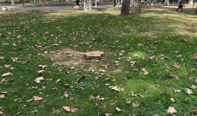 İBB, Gülhane Parkı'ndaki 50 ağacı kesti