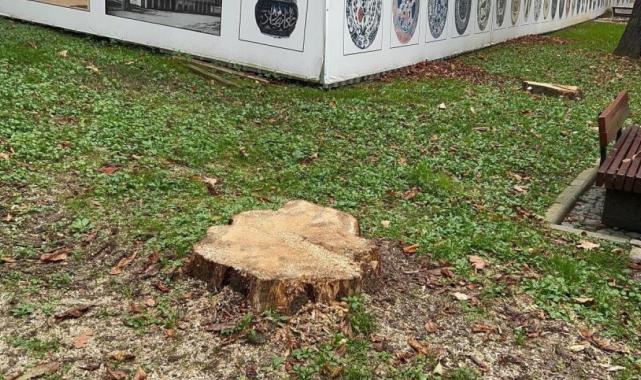 İBB, Gülhane Parkı'ndaki 50 ağacı kesti