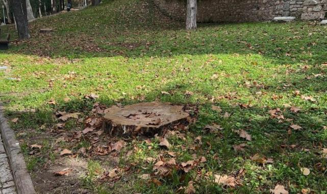 İBB, Gülhane Parkı'ndaki 50 ağacı kesti