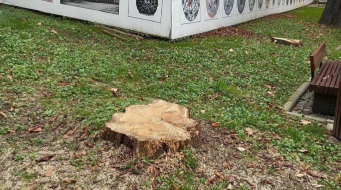 İBB, Gülhane Parkı'ndaki 50 ağacı kesti