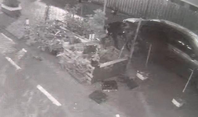 İstanbul'da ağaç hırsızlığı