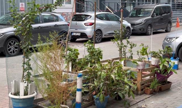 İstanbul'da ağaç hırsızlığı