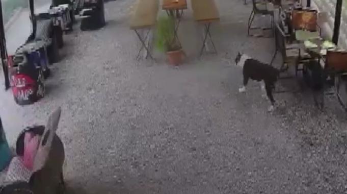 İstanbul&#039;da başıboş gezen pitbull dehşet saçtı