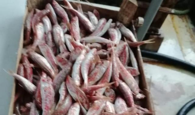 İstanbul’da yasadışı küçük boy balık nakli yapanlara ceza yağdı