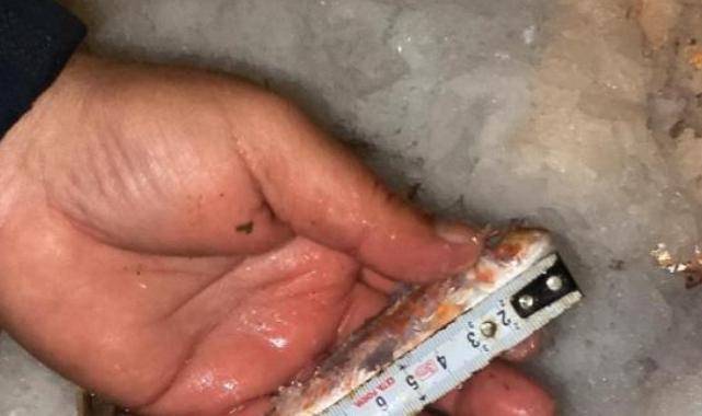 İstanbul’da yasadışı küçük boy balık nakli yapanlara ceza yağdı