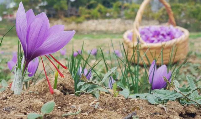 Karabük’te safran 450 bin TL’den satılacak
