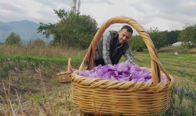 Karabük’te safran 450 bin TL’den satılacak