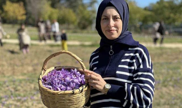 Karabük’te safran 450 bin TL’den satılacak