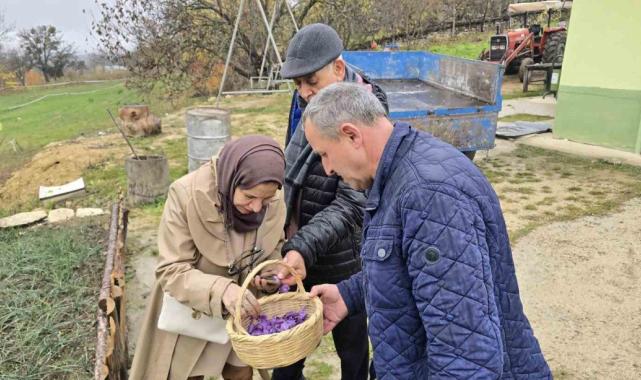 Karabük’te safran 450 bin TL’den satılacak
