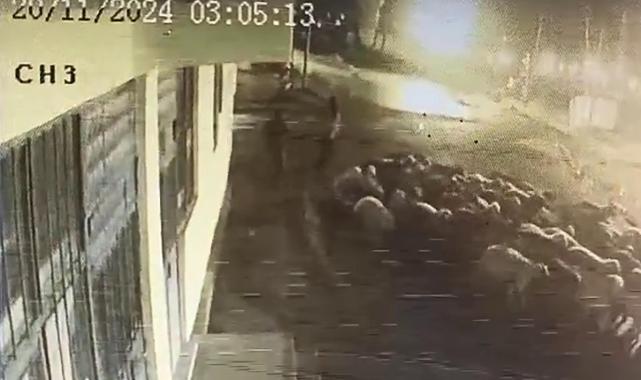 Kars'ta 90 koyun bir dakika içerisinde çalındı