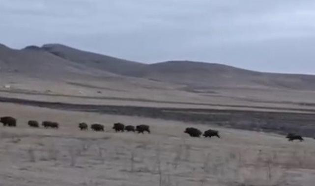 Kars'ta domuz sürüsü kayda alındı
