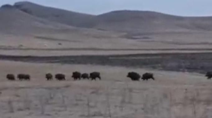 Kars&#039;ta domuz sürüsü kayda alındı