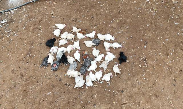 Kırıkkale'de başıboş köpek dehşeti: Tavukları parçaladılar