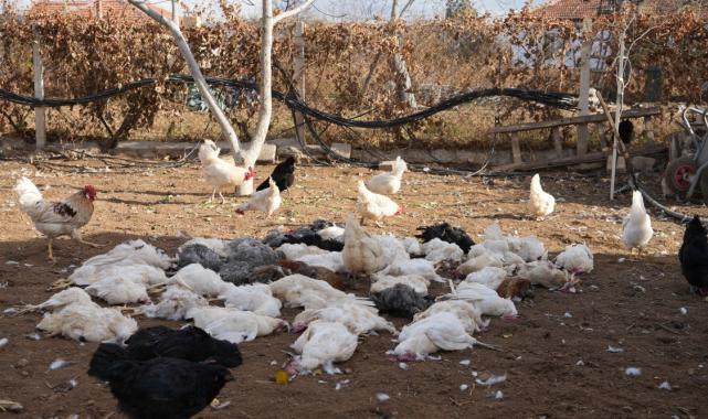 Kırıkkale'de başıboş köpek dehşeti: Tavukları parçaladılar