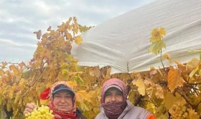 Manisa’nın Sarıgöl ilçesinde hasat kışın da devam edecek